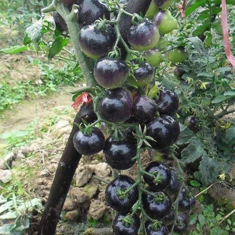 黑珍珠番茄苗黑宝石番茄苗黑圣女果苗黑串圣女果苗包回收