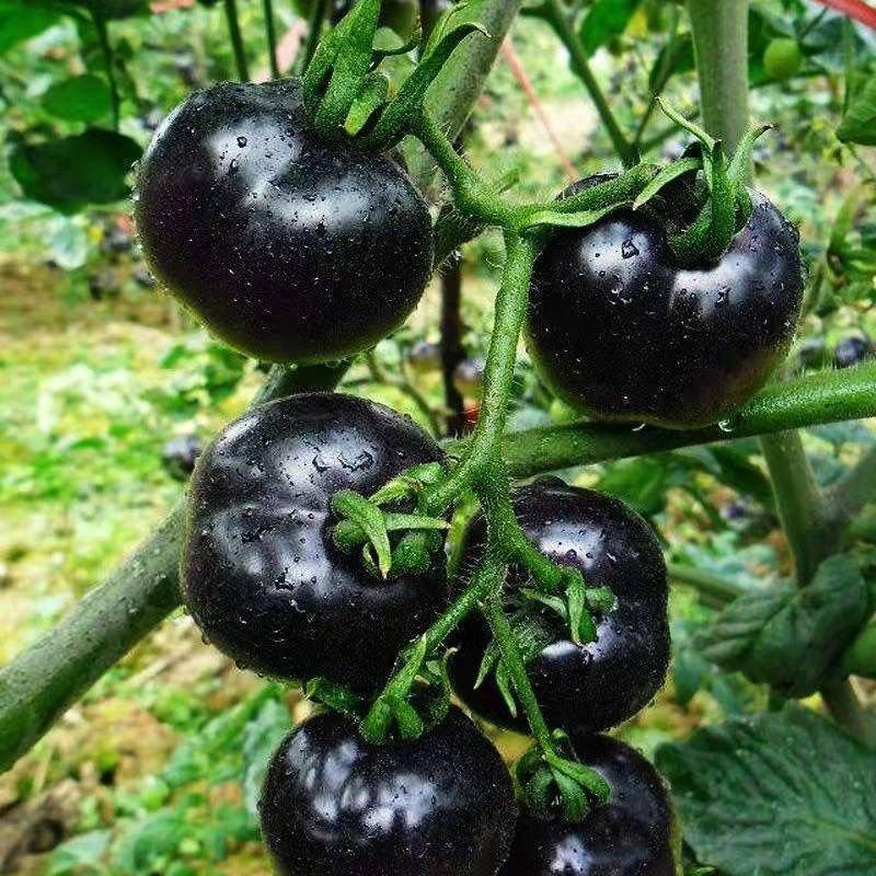 黑圣女果苗黑钻番茄苗圣女果苗包回收黑色小番茄苗