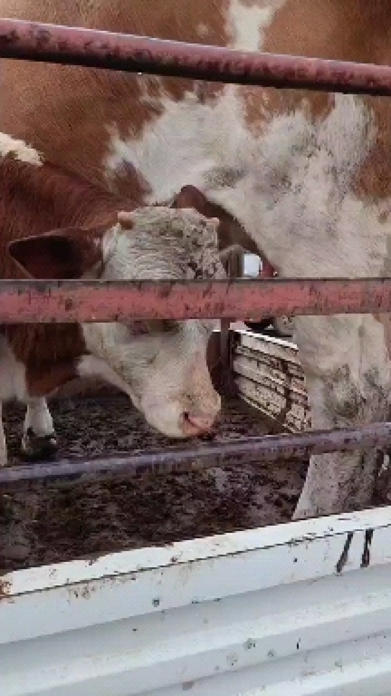 活牛
