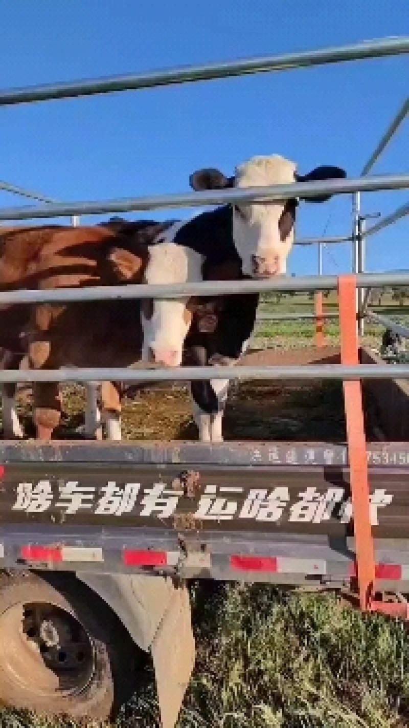 活牛
