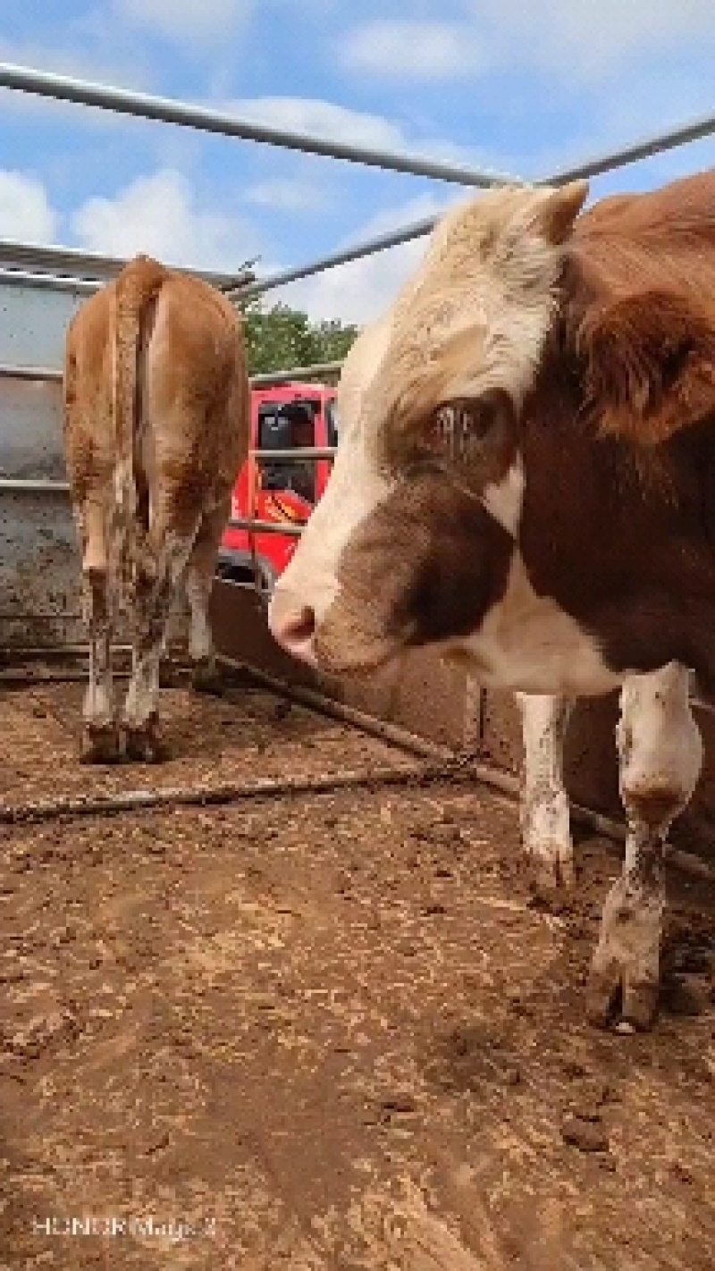 活牛