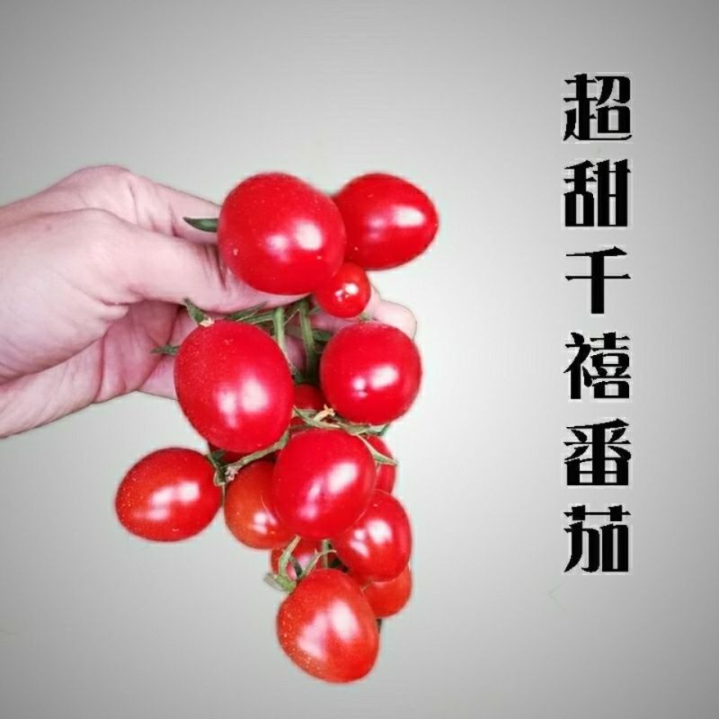 白雪公主小番茄苗千禧圣女果苗圣女果苗奶油黄小番茄苗
