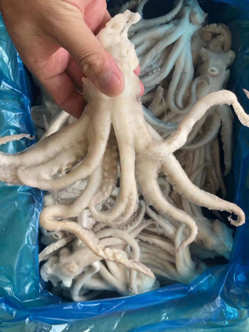 单冻头鱿鱼加工定做品质好口感佳常年有货全国发货价格低