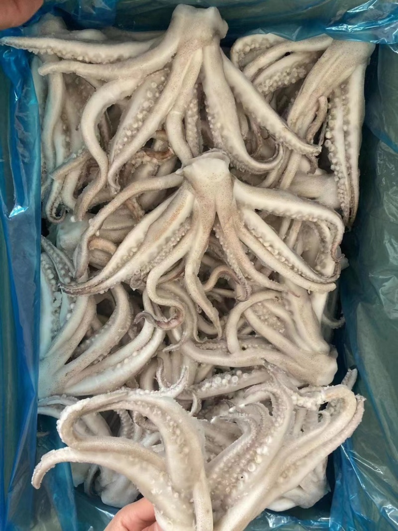 单冻头鱿鱼加工定做品质好口感佳常年有货全国发货价格低