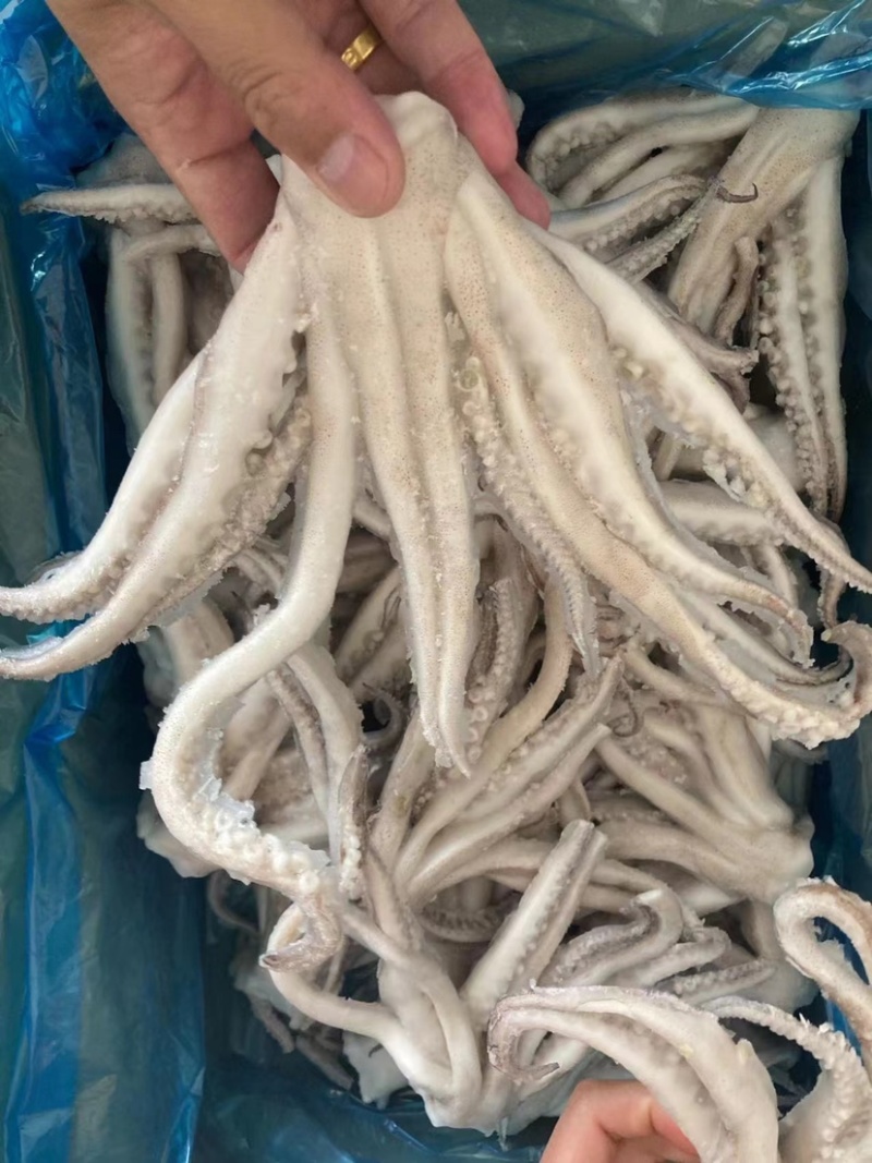 单冻头鱿鱼加工定做品质好口感佳常年有货全国发货价格低