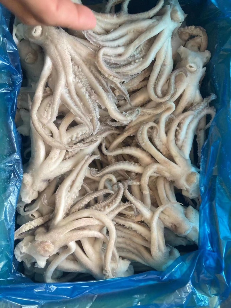 单冻头鱿鱼加工定做品质好口感佳常年有货全国发货价格低