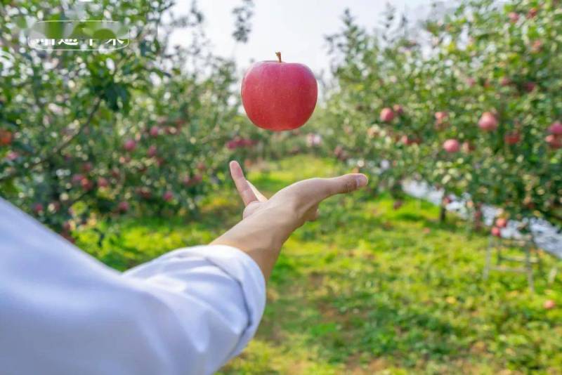 昭通红露苹果