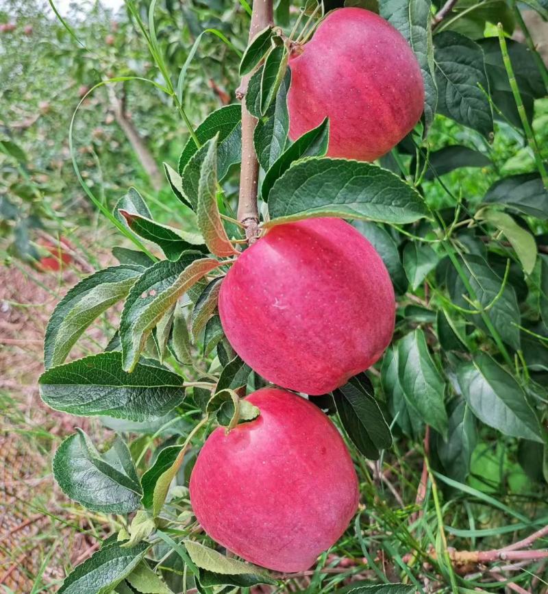 昭通红露苹果