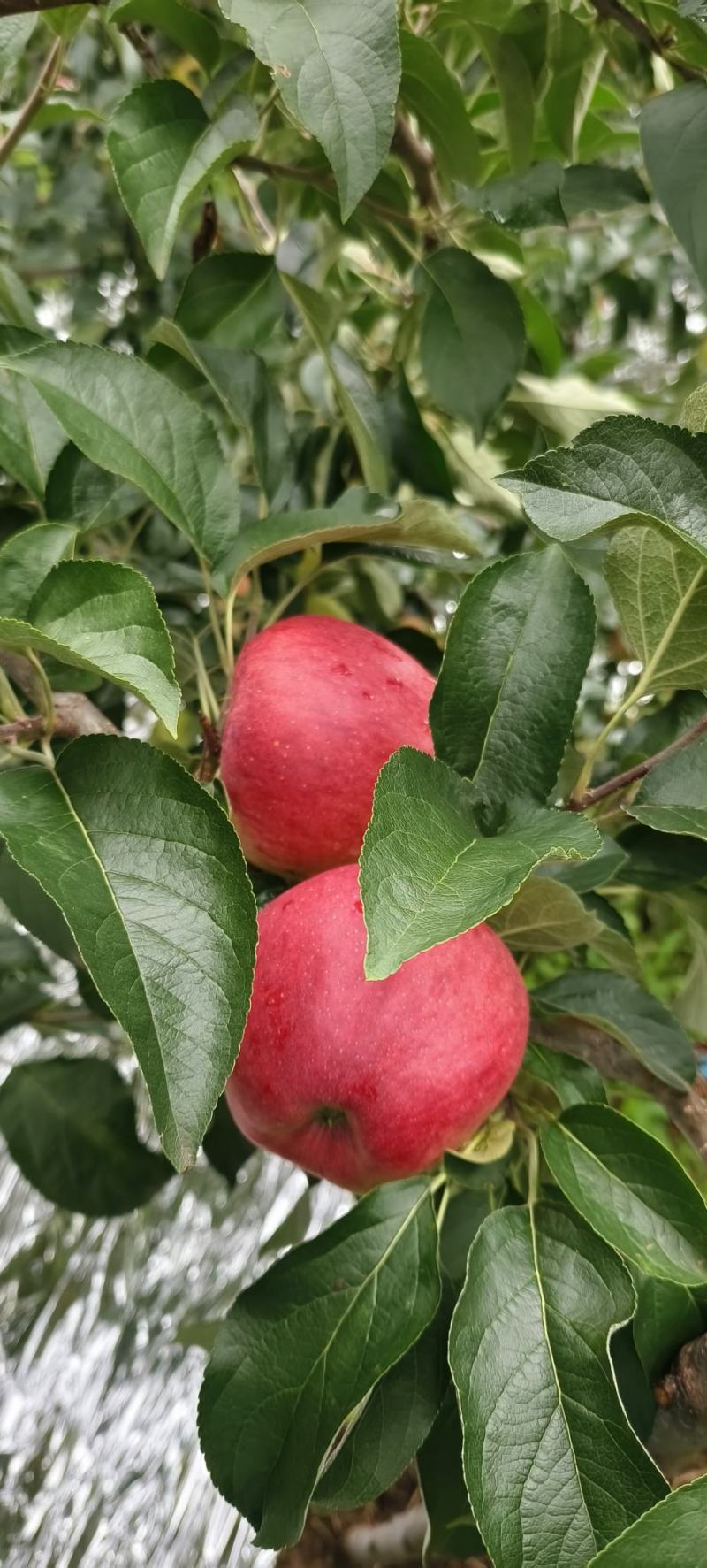 昭通红露苹果