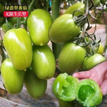 绿翡翠水果番茄苗圣女果苗春桃圣女果苗小柿子苗包回收