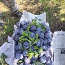 【黑布林李子】精品黑布朗大量上市货源充足质量保障价格优惠