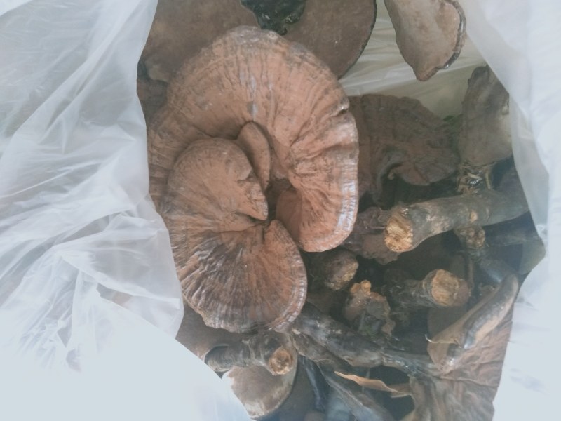 广西深山老林，枫树上自然成长纯野生老水灵芝