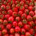 樱桃小番茄苗玲珑小番茄苗409小柿子苗圣女果苗包回收