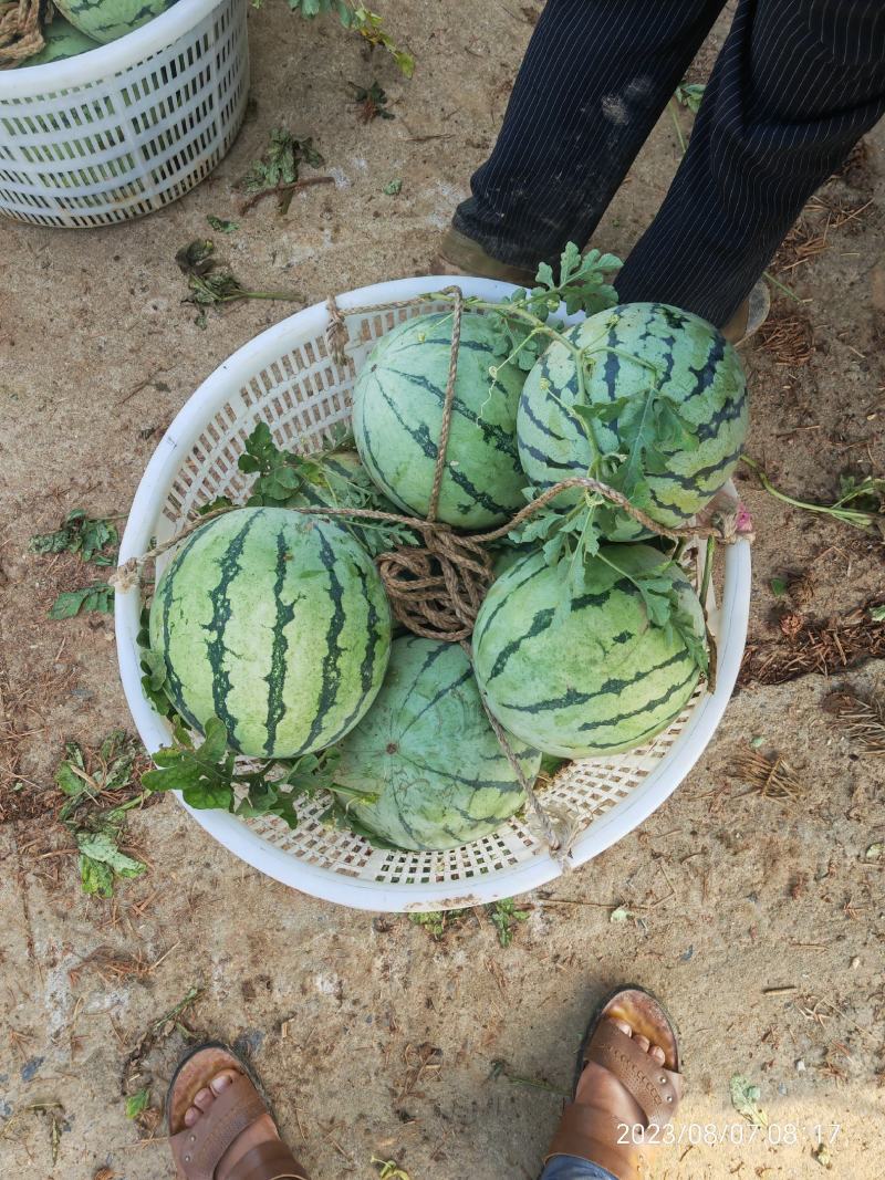 美都麒麟西瓜皮薄脆爽黄土地种植大红瓤欢迎批发商超对接