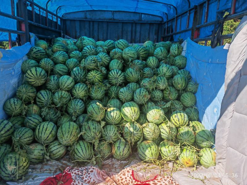 美都麒麟西瓜皮薄脆爽黄土地种植大红瓤欢迎批发商超对接
