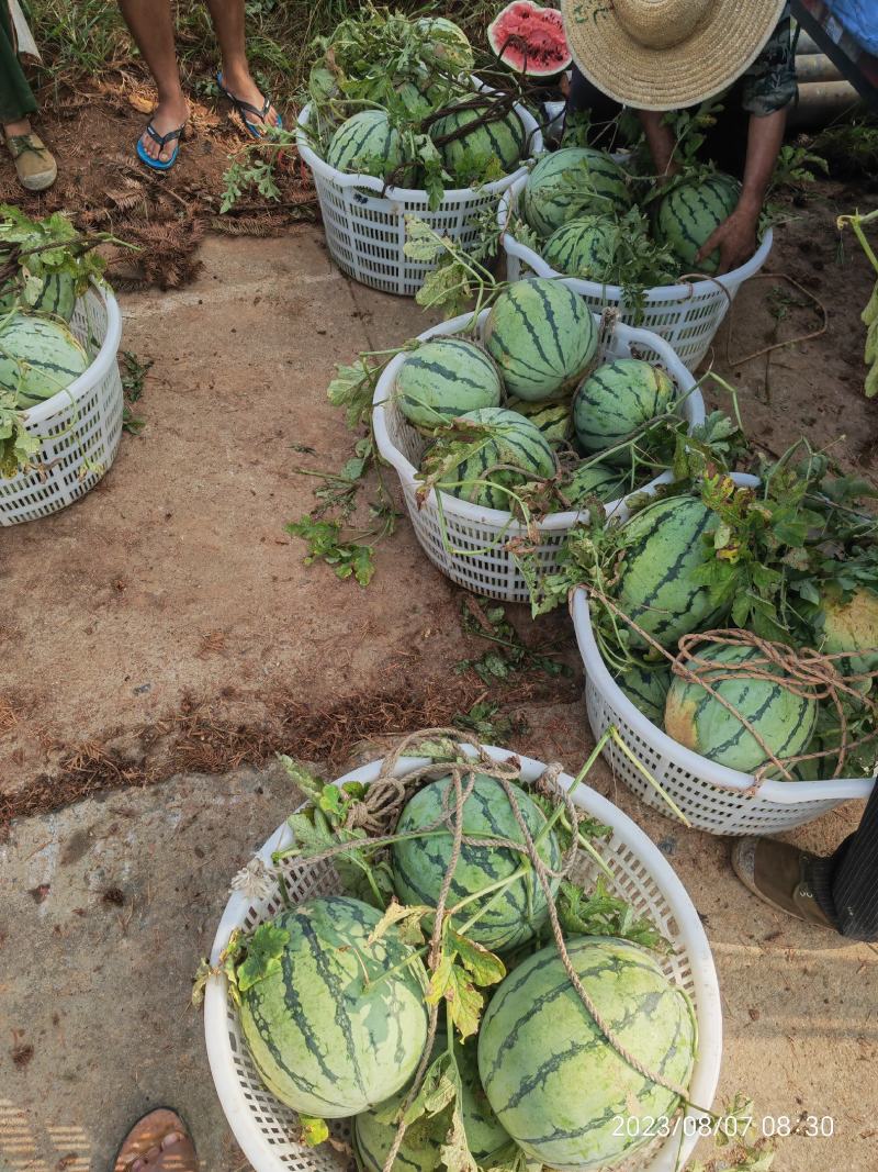 美都麒麟西瓜皮薄脆爽黄土地种植大红瓤欢迎批发商超对接