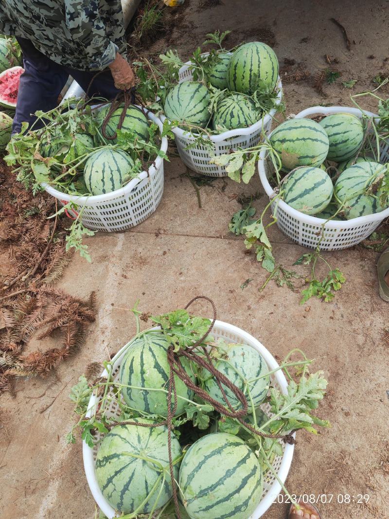 美都麒麟西瓜皮薄脆爽黄土地种植大红瓤欢迎批发商超对接