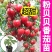粉贝贝圣女果苗绿妃圣女果苗圣女果苗粉贝贝柿子苗包回收