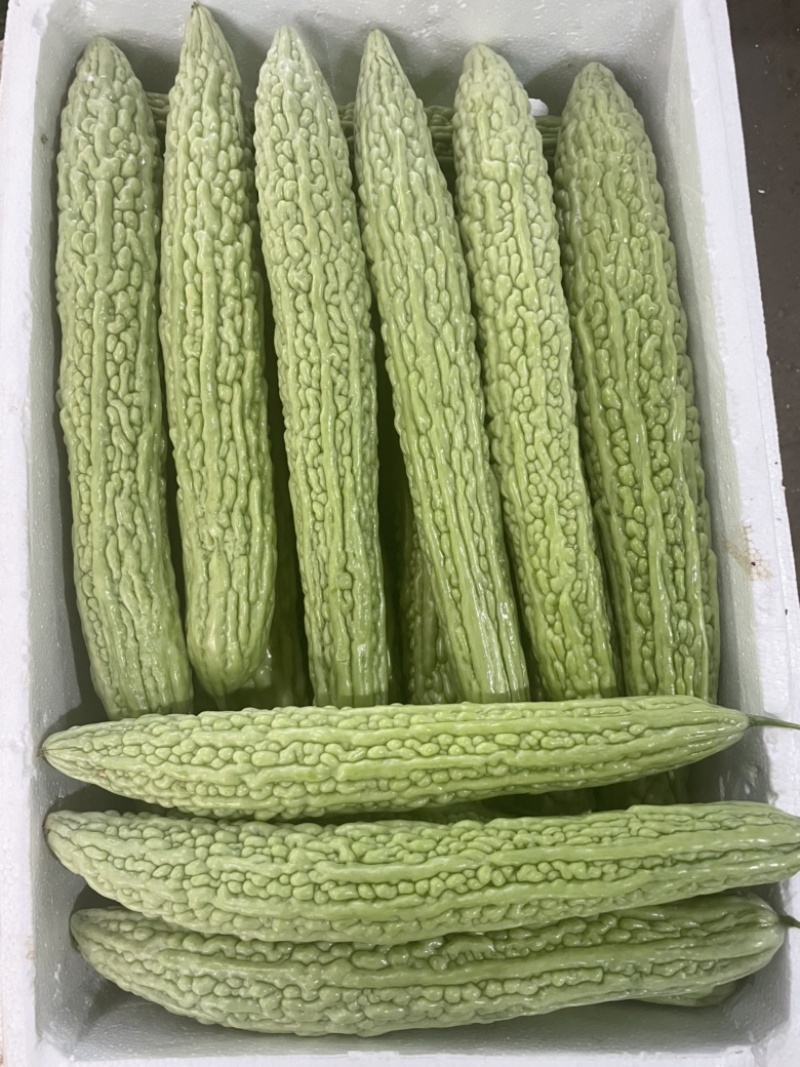 产地直销，精品油绿色瓜，精品白色油瓜，货量
