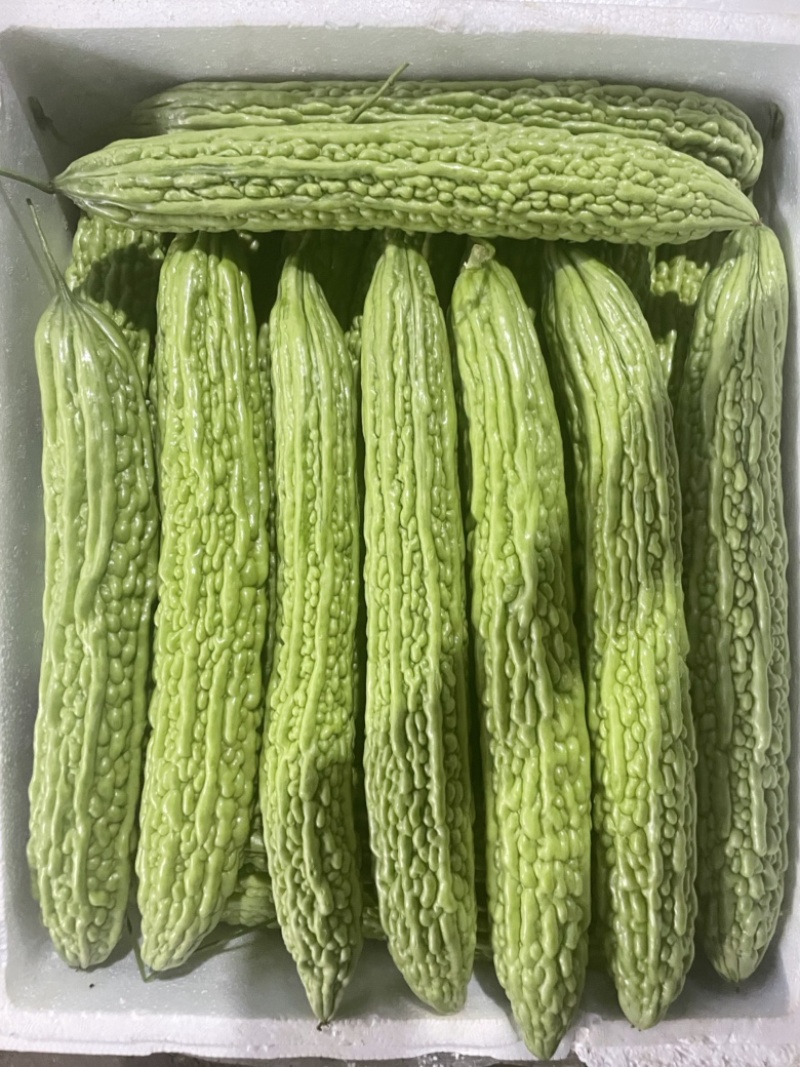 产地直销，精品油绿色瓜，精品白色油瓜，货量