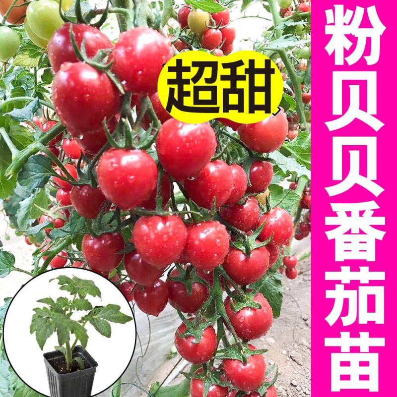 粉贝贝圣女果苗绿妃圣女果苗圣女果苗粉贝贝柿子苗包回收