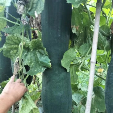 河南淮阳大黑皮冬瓜上市