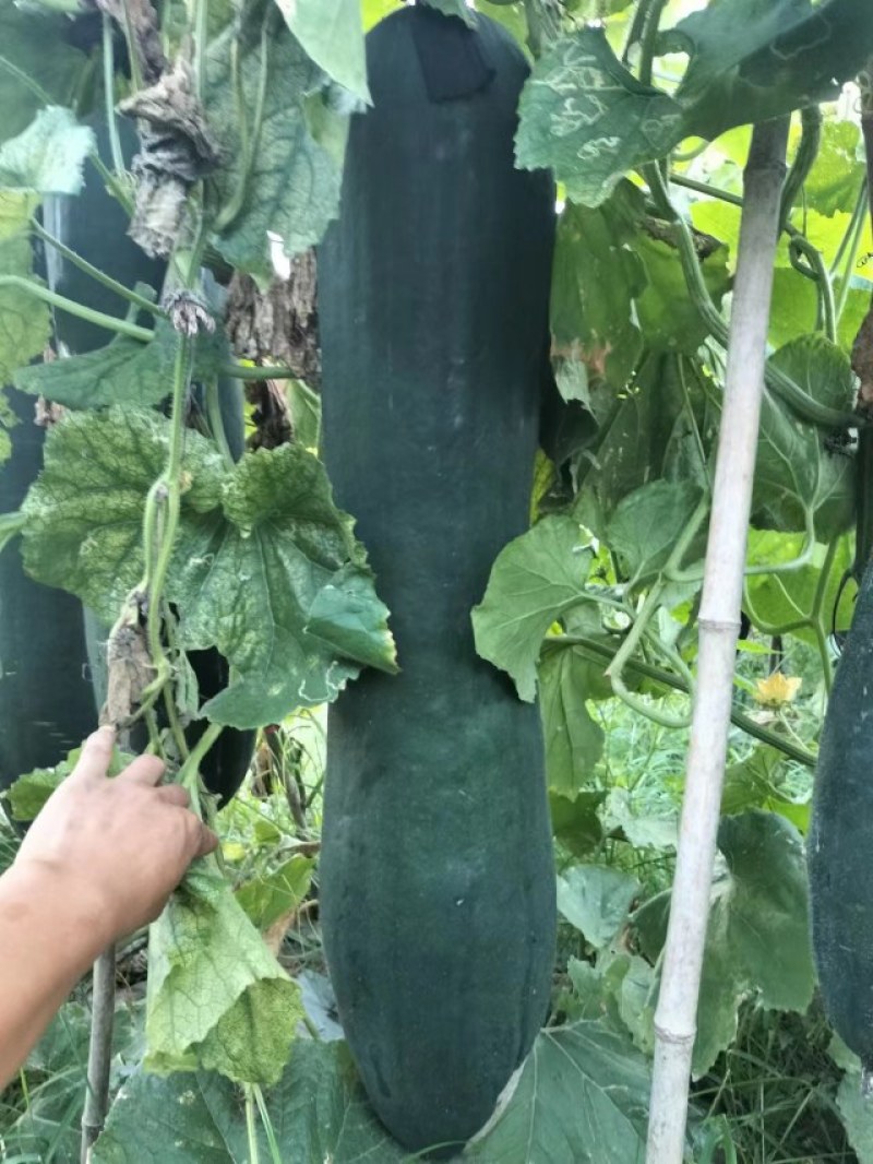 河南淮阳大黑皮冬瓜上市