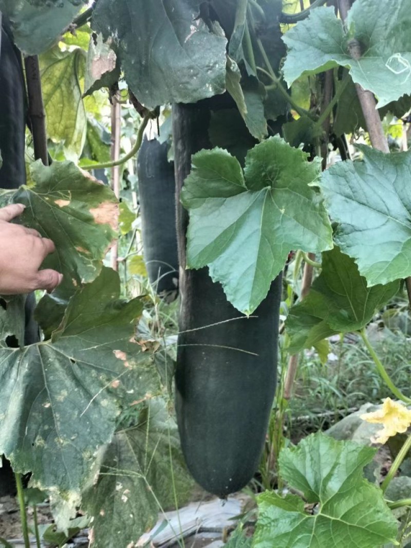 河南淮阳大黑皮冬瓜上市