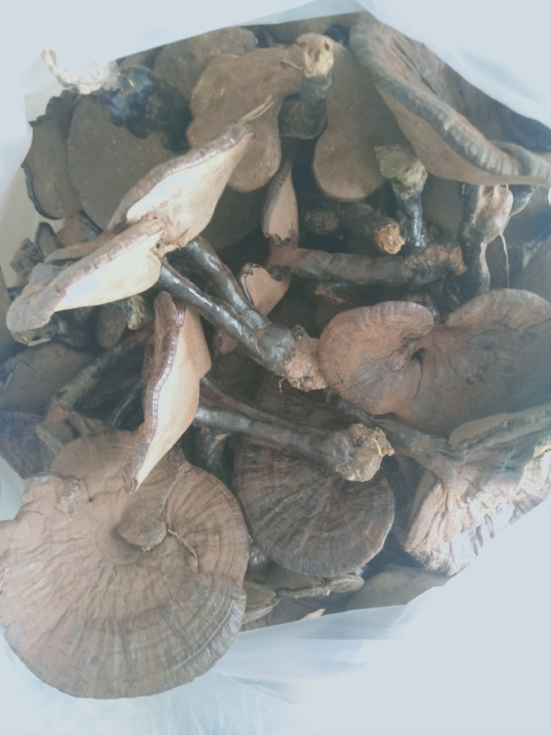 广西深山老林，枫树上自然成长纯野生老水灵芝