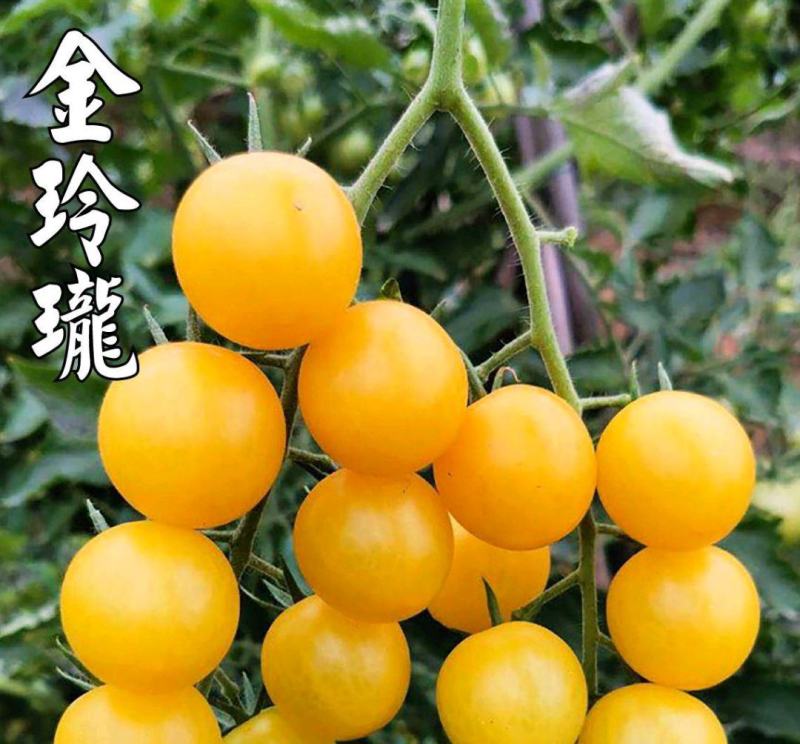 夏日阳光圣女果苗金玲珑圣女果苗黄色圣女果苗圣女果苗