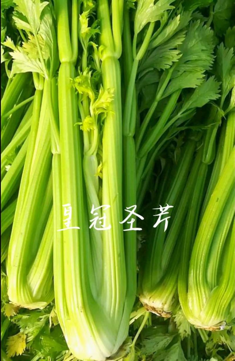耐寒实心皇冠西芹，抗病性突出，产量温度，基地直供。