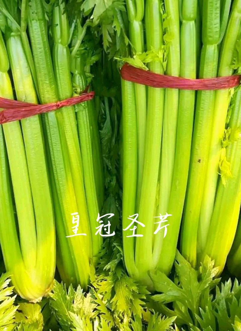 耐寒实心皇冠西芹，抗病性突出，产量温度，基地直供。