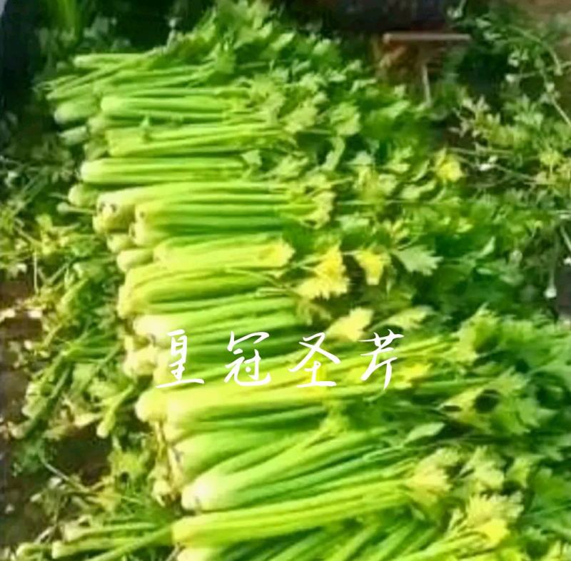 耐寒实心皇冠西芹，抗病性突出，产量温度，基地直供。