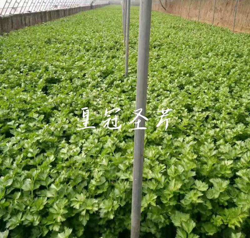耐寒实心皇冠西芹，抗病性突出，产量温度，基地直供。