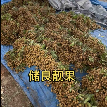 龙眼储良石硖，欢迎随时联系