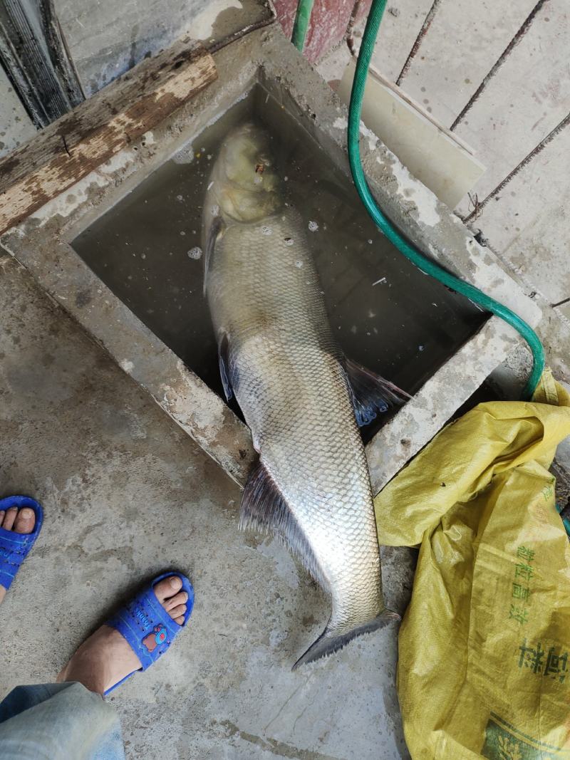 大量出售农家才火烟熏鱼干