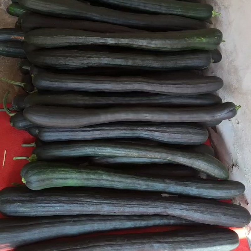 青牛腿南瓜，嫩南瓜，黑皮南瓜