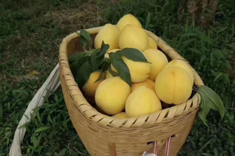 炎陵黄桃大量上市产地直发保证质量欢迎随时联系