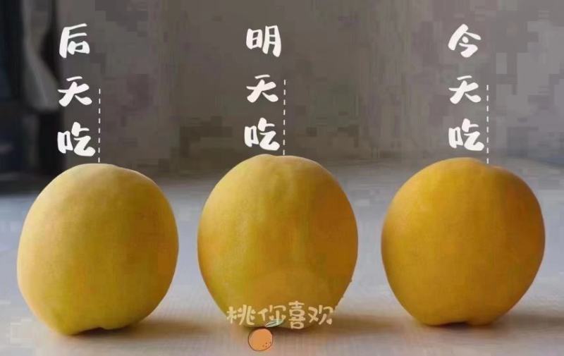炎陵黄桃大量上市产地直发保证质量欢迎随时联系