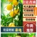 炎陵黄桃大量上市产地直发保证质量欢迎随时联系