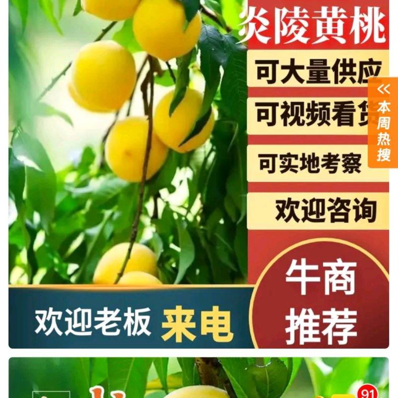 炎陵黄桃大量上市产地直发保证质量欢迎随时联系