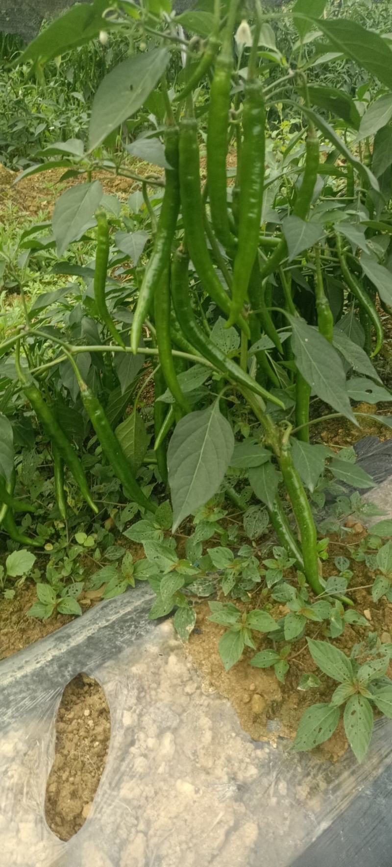 青红辣椒