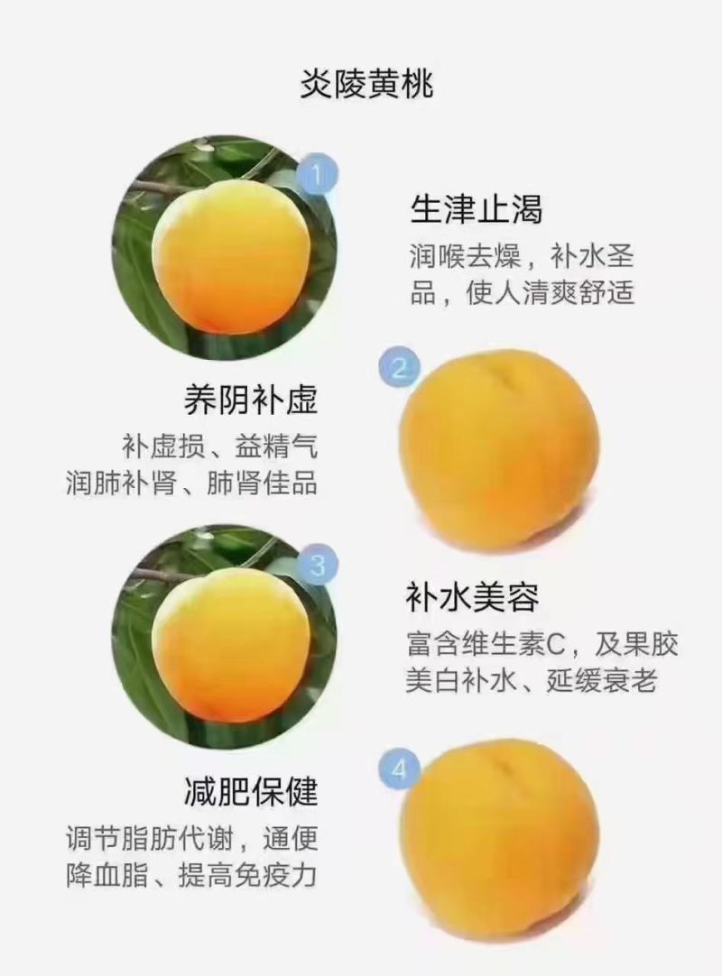 炎陵黄桃产地直发量大从优欢迎随时咨询！