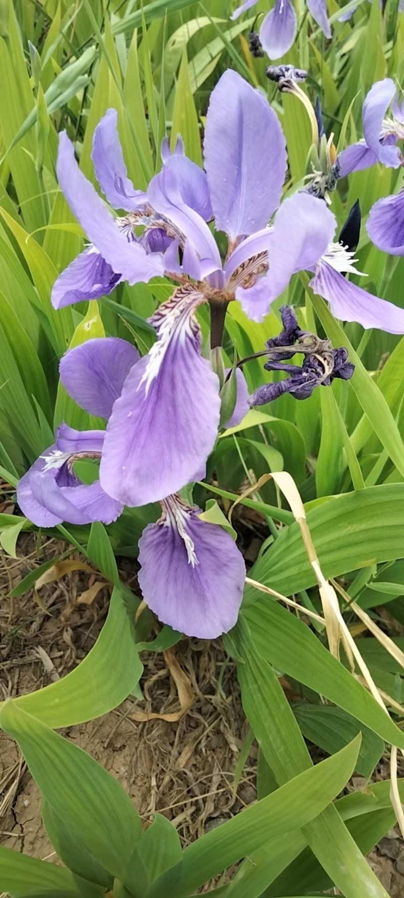 蓝花鸢尾种子供应中