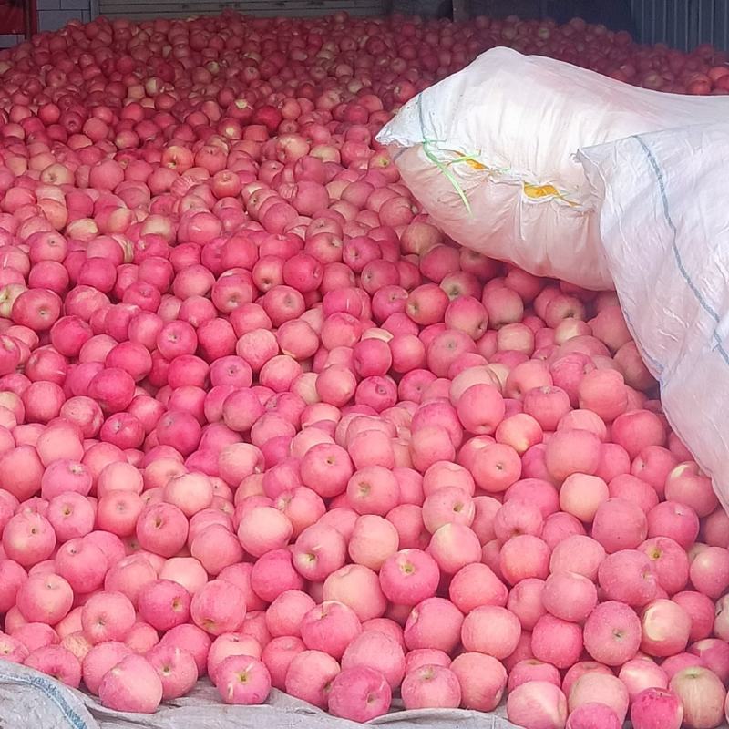 【推荐】天水套袋富士大量上市现对接各大平台支持视频看货