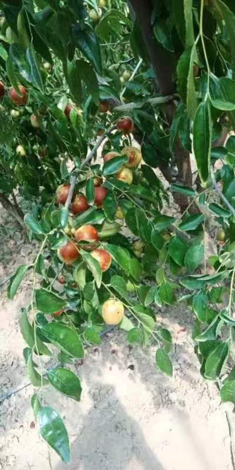 陕西大荔冬枣大量现货供应，需要的老板可以下单，或者实地考
