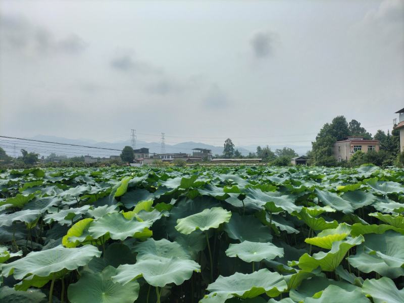 成都本地货，价格低距离近