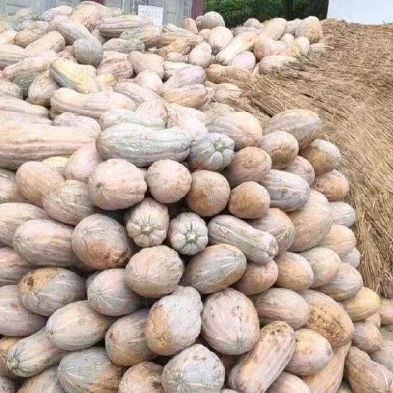 南瓜蜜本南瓜产地直发货源充足诚信实力代办代发全国