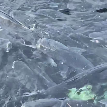 精品花鲢，一手货源产地直发全国走货欢迎咨询