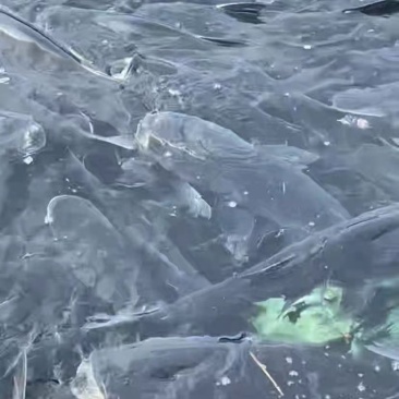 花鲢鱼鲢鱼四川鲢鱼江苏鲢鱼浙江鲢鱼产地直发